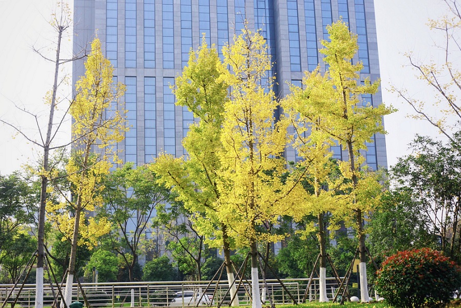 鸿运国际